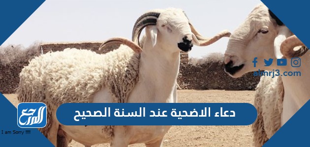 دعاء الاضحية عند السنة الصحيح