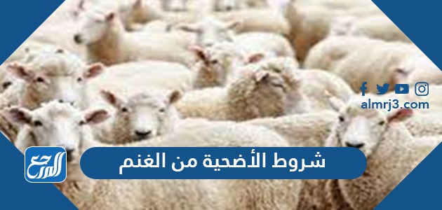 شروط الأضحية من الغنم