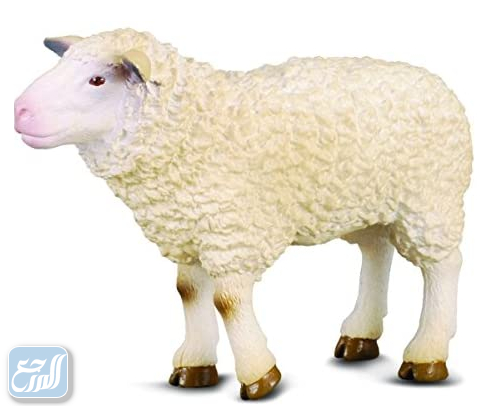 صور خروف العيد 2021