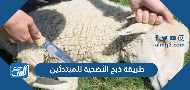 طريقة ذبح الأضحية للمبتدئين