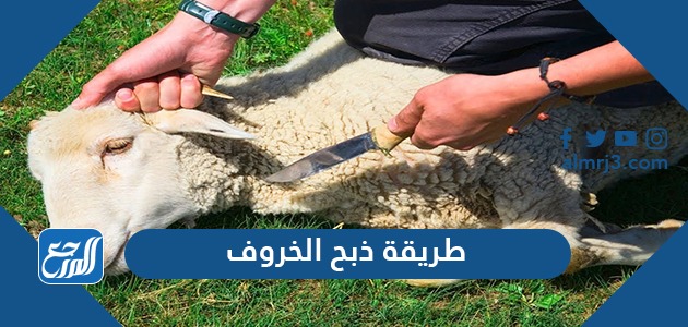 طريقة ذبح الخروف