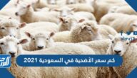 كم سعر الأضحية في السعودية 2021 وأماكن بيعها وكيفية حجزها إلكترونيًا