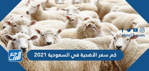كم سعر الأضحية في السعودية 2021