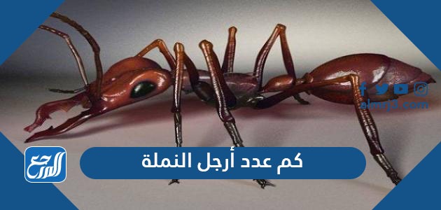 كم عدد ارجل النملة