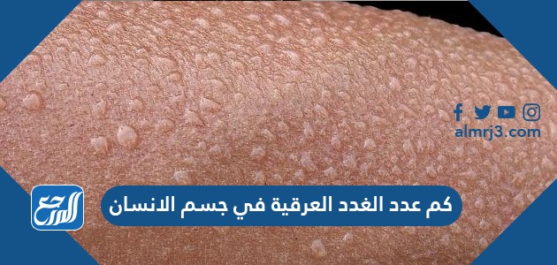 كم عدد الغدد العرقية في جسم الانسان