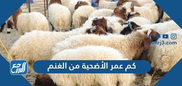 كم عمر الأضحية من الغنم