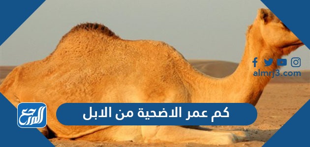 كم عمر الاضحية من الابل