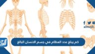 كم يبلغ عدد العظام في جسم الانسان البالغ