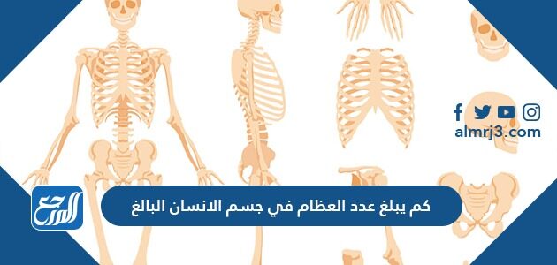 عدد عظام الانسان البالغ