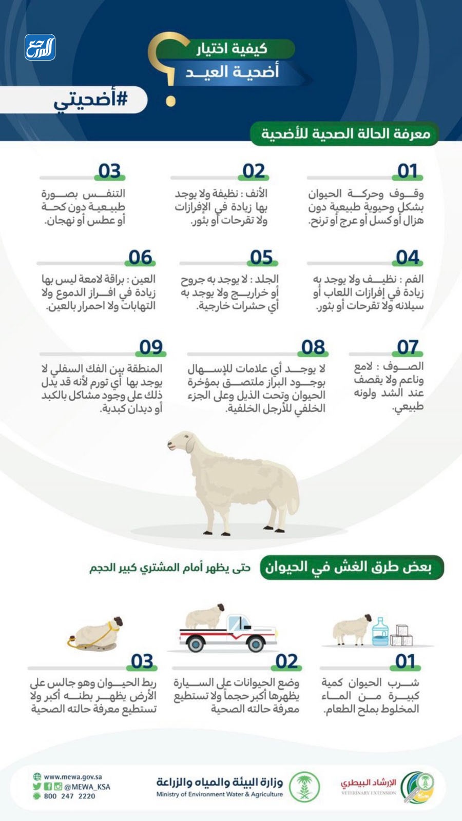 كيفية معرفة الحالة الصحية للأضحية