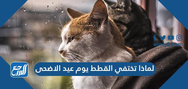 لماذا تختفي القطط يوم عيد الاضحى