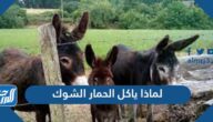لماذا ياكل الحمار الشوك