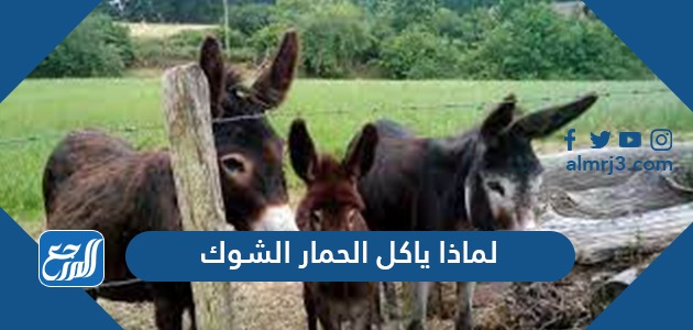 لماذا ياكل الحمار الشوك