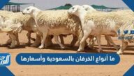ما أنواع الخرفان بالسعودية وأماكن بيعها لعام 2025