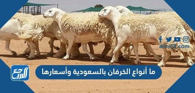 ما أنواع الخرفان بالسعودية وأماكن بيعها لعام 2026