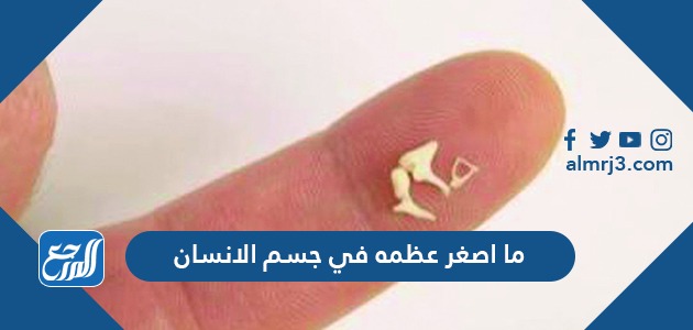 ما اصغر عظمه في جسم الانسان