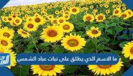 ما الاسم الذي يطلق على نبات عباد الشمس