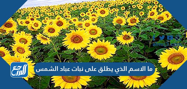 ما الاسم الذي يطلق على نبات عباد الشمس