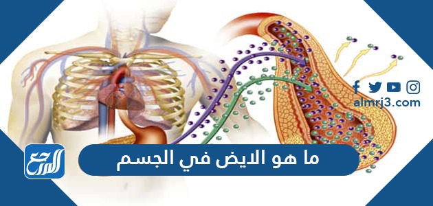 ما هو الايض في الجسم