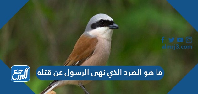 ما هو الصرد الذي نهى الرسول عن قتله