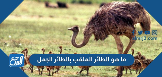 ما هو الطائر الملقب بالطائر الجمل