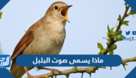 ماذا يسمى صوت البلبل