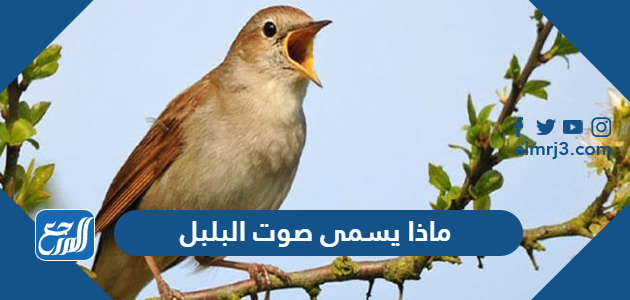 ماذا يسمى صوت البلبل