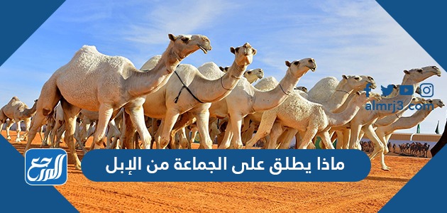 ماذا يطلق على الجماعة من الإبل