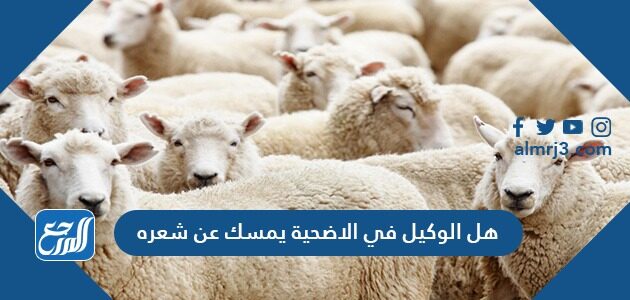هل الوكيل في الاضحية يمسك عن شعره