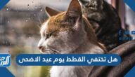 هل تختفي القطط يوم عيد الاضحى