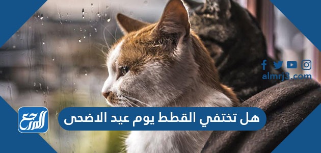 هل تختفي القطط يوم عيد الاضحى