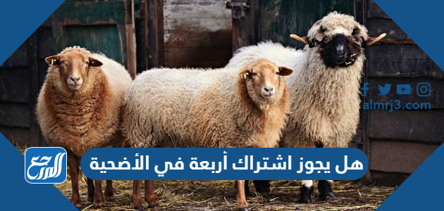 هل يجوز اشتراك أربعة في الأضحية