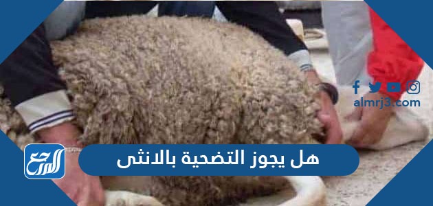 هل يجوز التضحية بالانثى