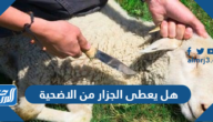 هل يعطى الجزار من الاضحية