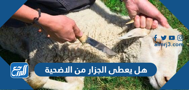 هل يعطى الجزار من الاضحية
