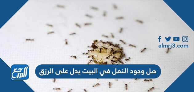 هل وجود النمل في البيت يدل على الرزق موقع المرجع هل وجود النمل في البيت يدل على الرزق موقع المرجع
