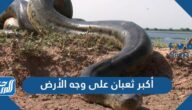 أكبر ثعبان على وجه الأرض
