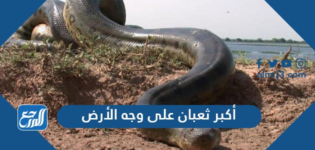 أكبر ثعبان على وجه الأرض