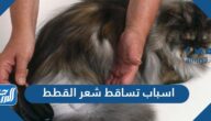 أسباب تساقط شعر القطط