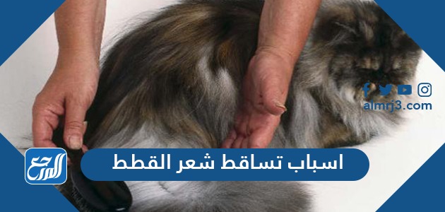 أسباب تساقط شعر القطط