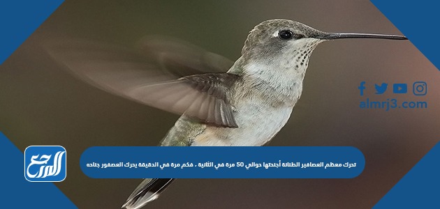 تحرك معظم العصافير الطنانة أجنحتها حوالي 50 مرة في الثانية ، فكم مرة في الدقيقة يحرك العصفور جناحه