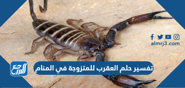 تفسير حلم العقرب للمتزوجة في المنام