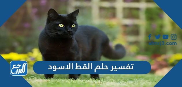 تفسير حلم القط الاسود في المنام
