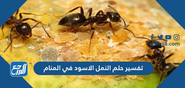 تفسير حلم النمل الاسود في المنام