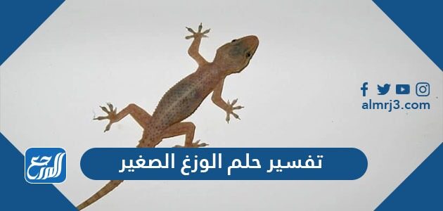 تفسير حلم الوزغ الصغير في المنام العزباء والمتزوجة والحامل