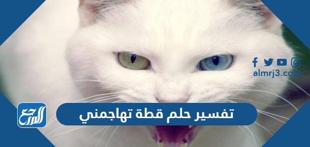 تفسير حلم قطة تهاجمني