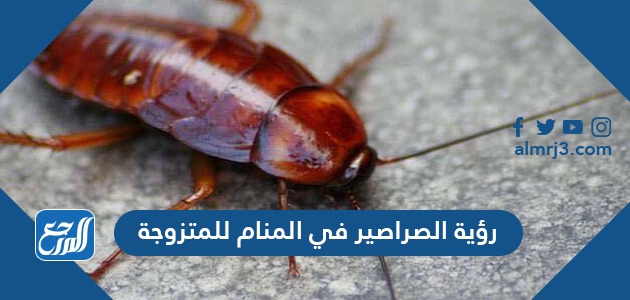 تفسير رؤية الصراصير في المنام للمتزوجة