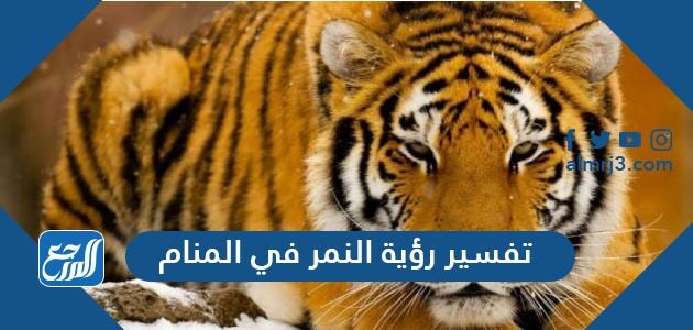 تفسير رؤية النمر في المنام لابن سيرين والنابلسي وابن الغنام