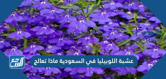 عشبة اللوبيليا في السعودية ماذا تعالج