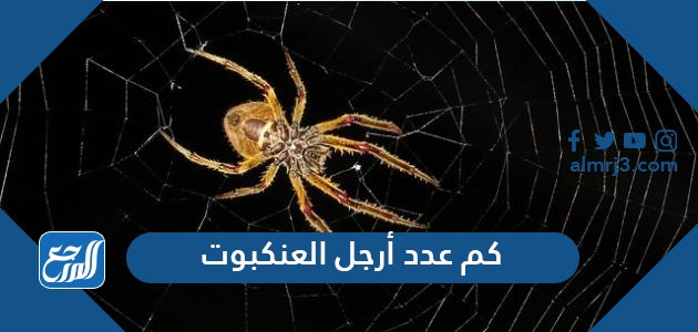 كم عدد أرجل العنكبوت